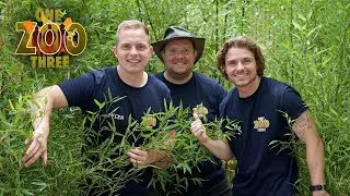 One Zoo Three Season 5 Trailer | Hertfordshire Zoo