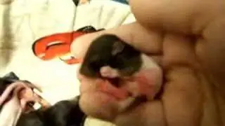 Baby Hooded Rat