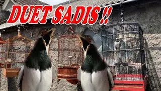 TES MENTAL JALAK SUREN ANDA !! Duet Jalak Suren Gacor Full Isian