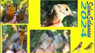Лов співочих птахів-Вдалий перший вихід