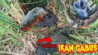 🔴MENANGKAP IKAN DI DALAM LOBANG sarangnya ikan gabus. part 2