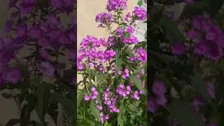 Garden Phlox