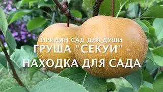 Груша 