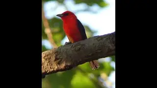 FEATHERS--colors, structures, functions