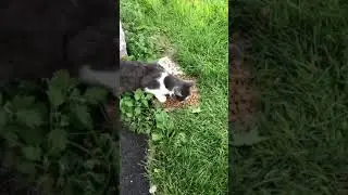 Cute cat eating