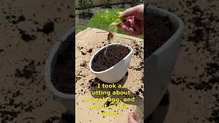 Replanting My Mint from a Cutting