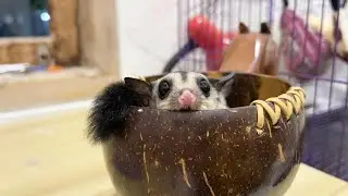 5 ALASAN SUGAR GLIDER MENGGIGIT