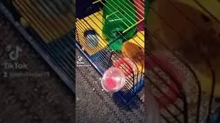 как хомячки ведут себя ночью...