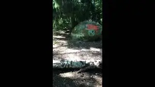 Walk through a small forest 🌳