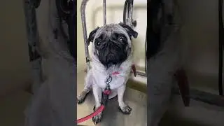 Soona Paana 🤣 #pug #trending #viral #trendingshorts #dog #video #viralshorts #shorts #comedy #tamil