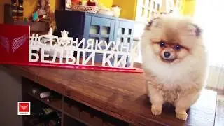 Салон кухонь Белый Кит