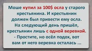 ✡️ Еврейский Анекдот! Еврей, Крестьянин и Осел!