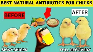 7 BEST NATURAL ANTIBIOTICS FOR CHICKS | NO MORE CHICK DEATH | USE THESE ORGANIC CHICK MEDICINES