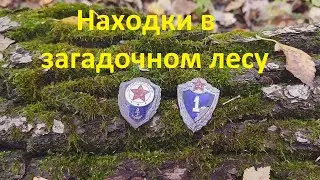 Находки в лесу. Загадочный лес