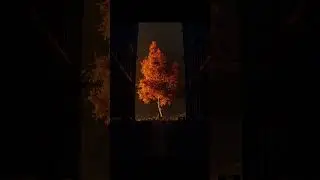 The Library | Blender Animation 