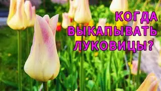 КОГДА ВЫКАПЫВАТЬ ЛУКОВИЦЫ ТЮЛЬПАНОВ ПОСЛЕ ЦВЕТЕНИЯ