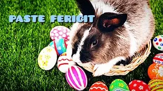 🥚🌷🌷PAȘTE FERICIT TUTUROR🌷🌷🥚
