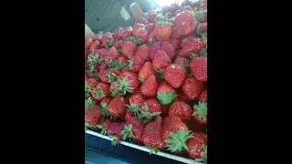 jagode u plasteniku 