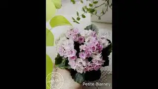 Сорт крупным планом. Petite Blarney