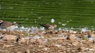 Temminck's Stint at Attenborough NR, August, 2022.