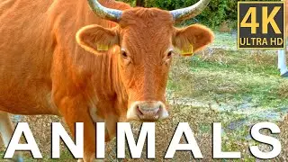 ANIMALS: HORSES, COWS, MATING BETWEEN DRAGONFLIES AND MUCH MORE! 