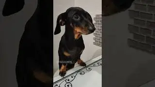 Такса Соня и Кот Снежок 🐕😺