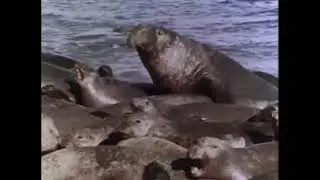 The Undersea World of Jacques Cousteau - E10 - Return of the Sea Elephants - Documentary