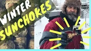How to GROW Sunchokes
