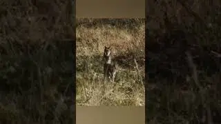 #волки