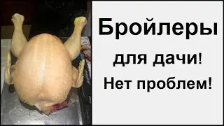 Выращивание бройлеров на даче