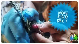 Yumurta Sıkışması Diyerek Gelen Kuşta Ne Çıktı ?