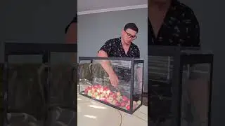 100L apple Mukbang