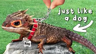 I Got a Pet Dragon
