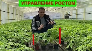 ВОТ ЧТО БЫВАЕТ ЕСЛИ ПОЛИВАТЬ ВСЕГДА С УДОБРЕНИЯМИ