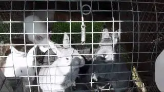Meat rabbit and Chicken Update 4-18-11