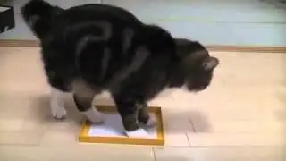 Настойчивость по кошачьи