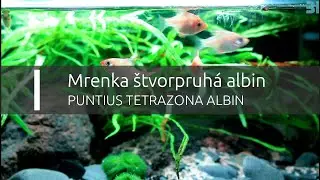 Mrenka štvorpruhá Albin - Puntius tetrazona albin (www.shrimp.sk)