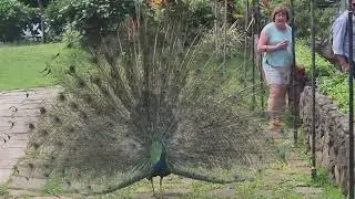 peacock 🦚