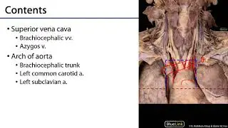 Superior Mediastinum