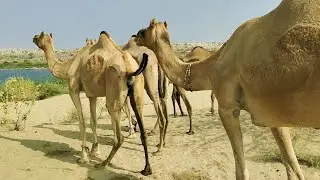 Camel Testing for mating|Camel love story|Camels in forest|الجمل قبل التزاوج