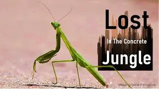 Mantis - Lost In The Concrete Jungle