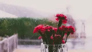 30 Minutes of Chilling Gentle Rain sound for Study, Sleep, Calming and Meditation.