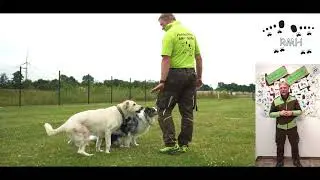 Online Kurse Hundeernährung, Clicker, Welpenprägung. Ausgesuchte Themen für das Online Training!