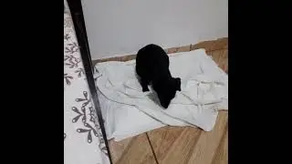 A História de Amora resgatamos a minha menina na rua