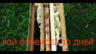 КАК ВАМ ТАКОЙ РОЙ?