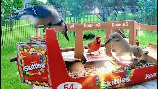 Unbelievable: Blue Jay Snaps at Red Cardinal