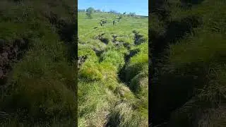 Малину засыпает,урожай отменяется😭😭😭