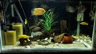 cichlid mix