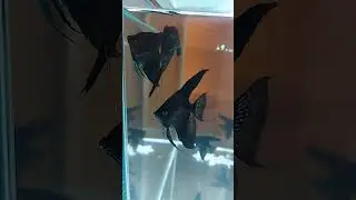 YARASA MELEK BALIKLARI