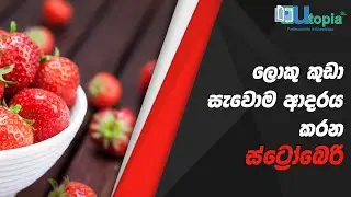 ලොකු කුඩා සැවොම ආදරය කරන ස්ට්‍රෝබෙරි